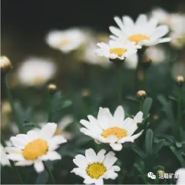 【清明节】