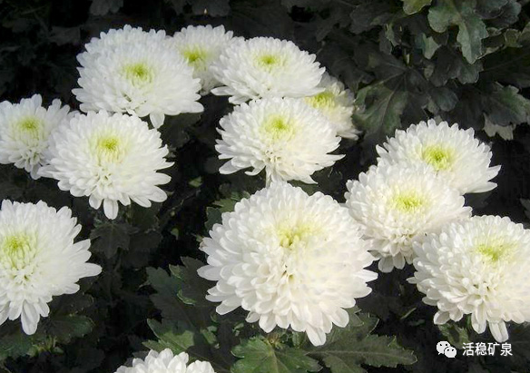 【清明节】