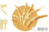 芒种丨时雨及芒种，风动夏日长