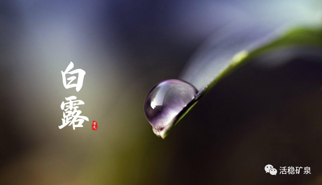 【二十四节气之白露】蒹葭苍苍丨白露为霜