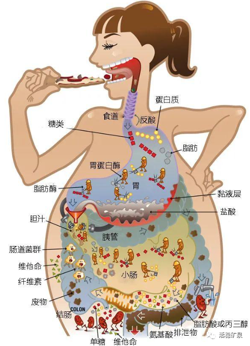 大便总有“排不净”的感觉，可能是你身体出现问题了！【每天一个冷知识系列（33）】