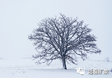 岁至小雪丨天地苍茫【小雪】
