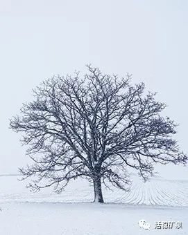 岁至小雪丨天地苍茫【小雪】