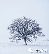 岁至小雪丨天地苍茫【小雪】